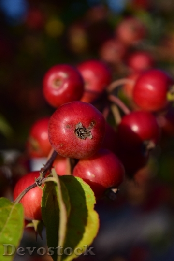 Devostock Zieraepfel Apple Fruits Small