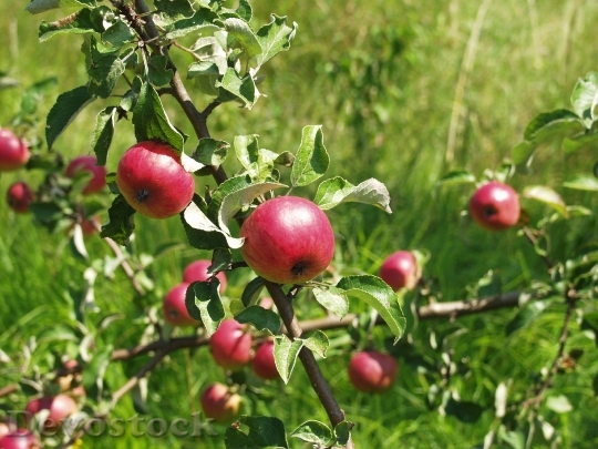 Devostock Zieraepfel Apple Tree Fruit