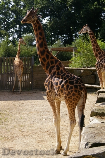 Devostock Zoo Animals Giraffe Tree 0
