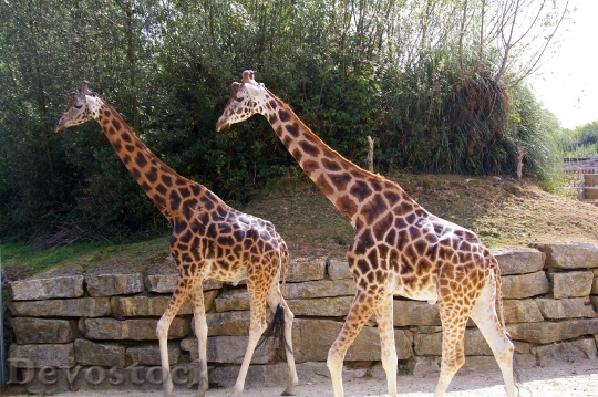 Devostock Zoo Animals Giraffe Tree 1