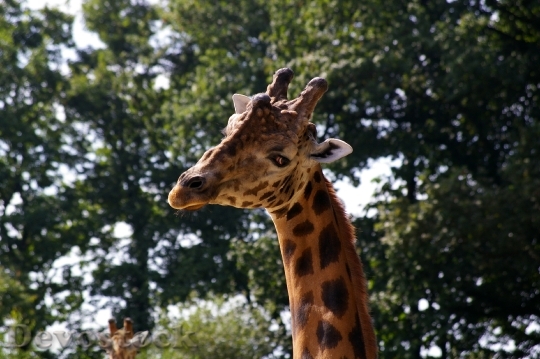 Devostock Zoo Animals Giraffe Tree