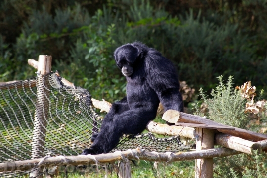 Devostock Zoo Animals Monkey Primate