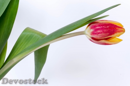 Devostock Tulip