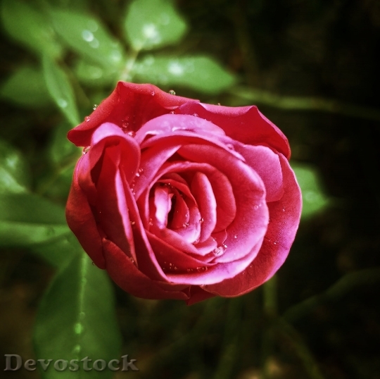 Devostock  Rose 104671 4K.jpeg