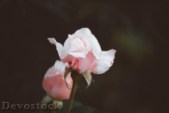 Devostock  Rose 131506 4K.jpeg
