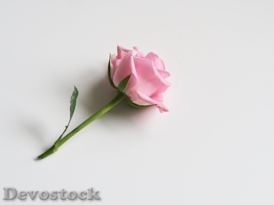 Devostock  Rose 92978 4K.jpeg