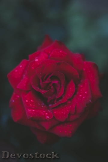 Devostock  Rose Red Beautiful 4K.jpeg