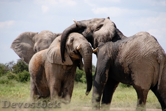 Devostock Africa Animals Herd 5079 4K