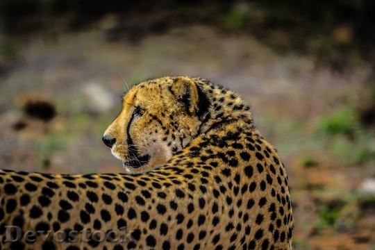 Devostock Africa Cat Safari 1657 4K