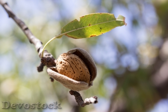 Devostock Almond Fruit Cultivation Maturation 0
