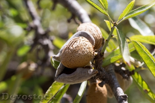Devostock Almond Fruit Cultivation Maturation