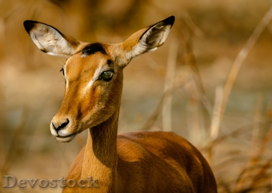 Devostock Animal Africa Deer 110999 4K
