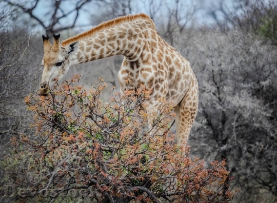 Devostock Animal Africa Giraffe 1648 4K