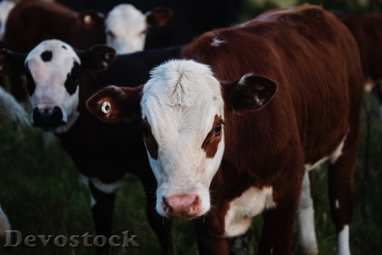 Devostock Animal Agriculture Farm 73572 4K