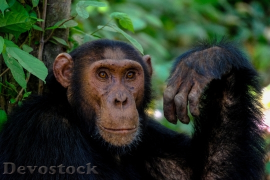 Devostock Animal Ape Monkey 123847 4K