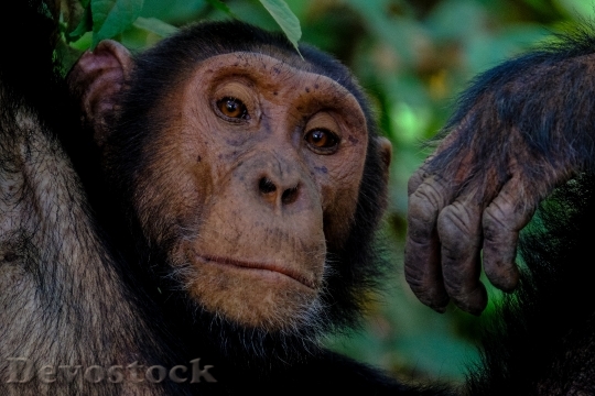 Devostock Animal Ape Monkey 123852 4K