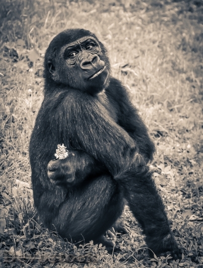 Devostock Animal Ape Monkey 3429 4K