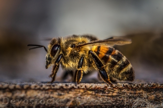Devostock Animal Bee Hairy 103524 4K