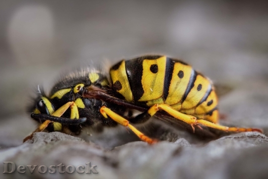 Devostock Animal Blur Bee 92867 4K
