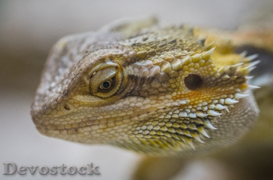 Devostock Animal Blur Lizard 92796 4K