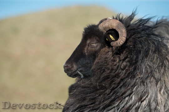 Devostock Animal Blur Sheep 37272 4K