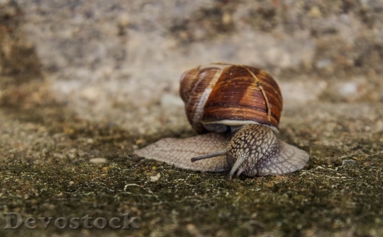 Devostock Animal Blur Snail 111689 4K