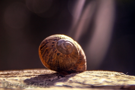 Devostock Animal Blur Snail 71458 4K