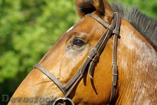 Devostock Animal Brown Horse 3572 4K