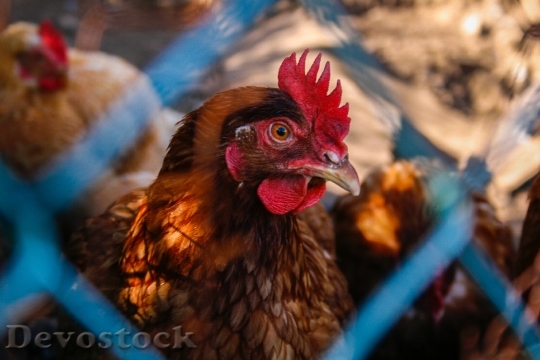 Devostock Animal Chicken Cock 3714 4K