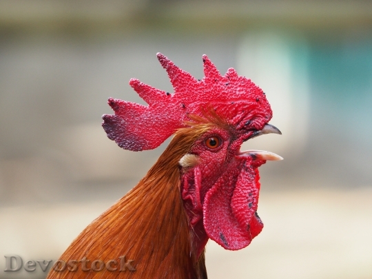 Devostock Animal Chicken Rooster 3470 4K
