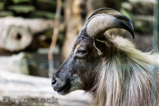 Devostock Animal Close Up Goat 14899 4K