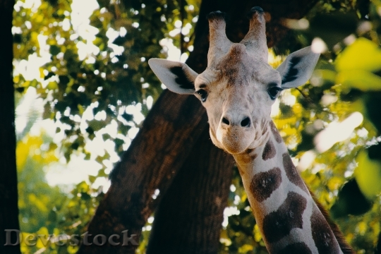 Devostock Animal Cute Blur 121315 4K