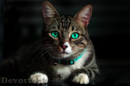 Devostock Animal Cute Eyes Cat 4K