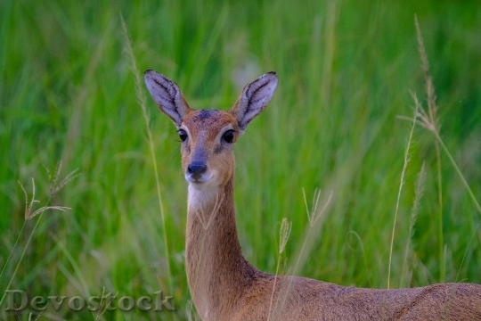 Devostock Animal Cute Grass 134465 4K