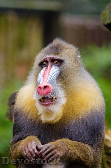 Devostock Animal Cute Monkey 14612 4K