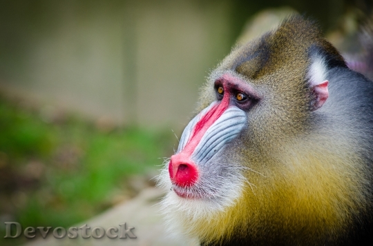 Devostock Animal Cute Monkey 14833 4K
