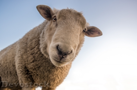 Devostock Animal Cute Sheep 22791 4K