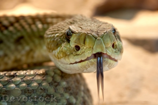 Devostock Animal Dangerous Reptile 3838 4K