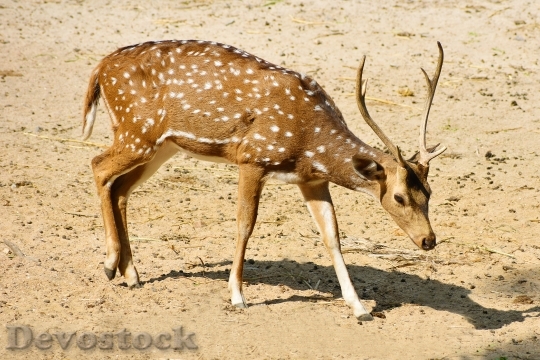 Devostock Animal Deer Safari 78559 4K