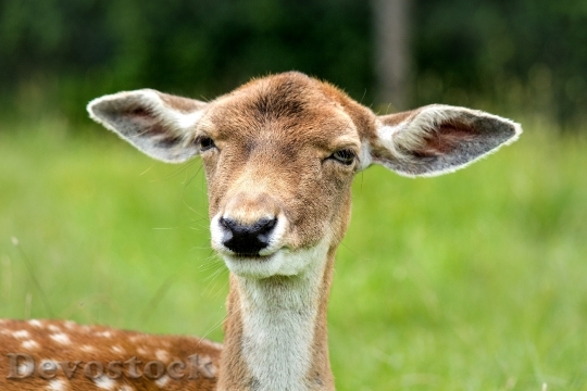 Devostock Animal Deer Wildlife 5298 4K