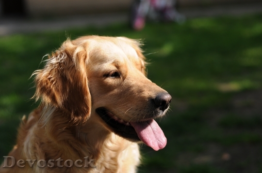 Devostock Animal Dog Golden Retriever 980 4K