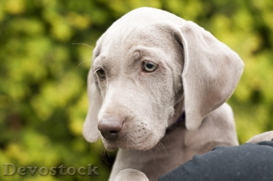 Devostock Animal Dog Pet 16260 4K
