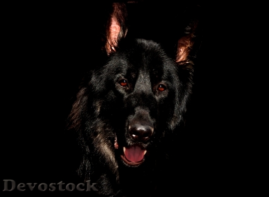 Devostock Animal Dog Pet 5634 4K