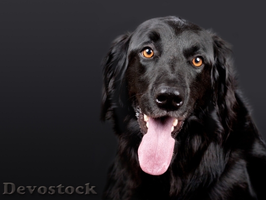 Devostock Animal Dog Pet 8975 4K
