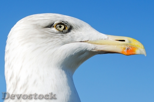 Devostock Animals Background Beak Birds 1
