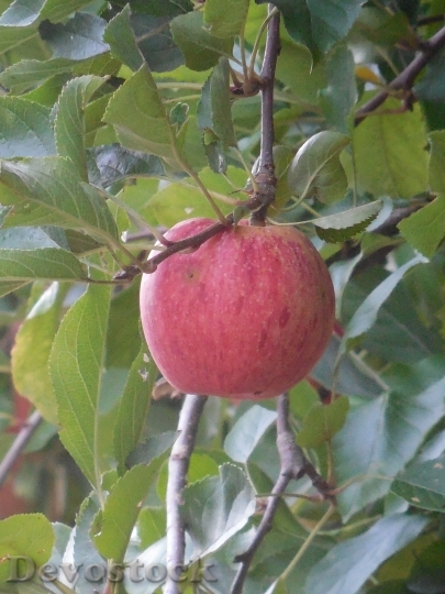 Devostock Apple Fruit Food Healthy 2