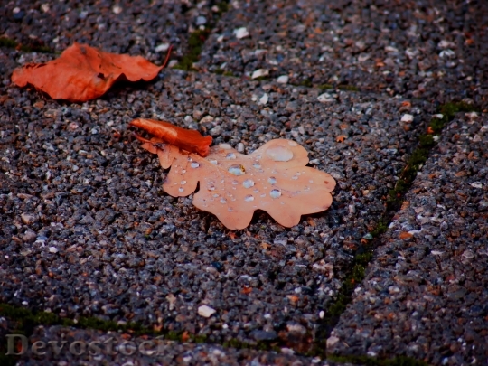 Devostock Autumn Dew Leaves Drip