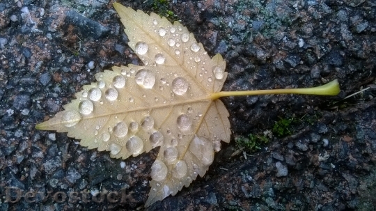 Devostock Autumn Leaf Drip Drop