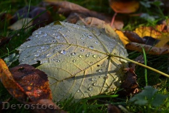 Devostock Autumn Leaves Nature Season 0