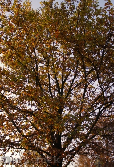 Devostock Autumn Tree Evening Nature